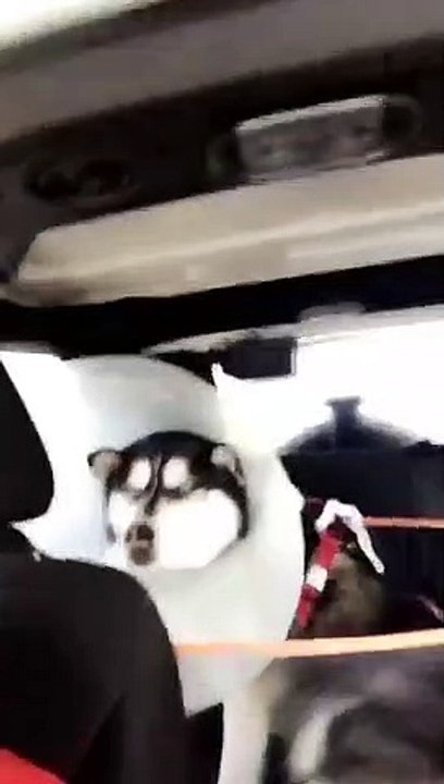 Ce chien en veut à sa maitresse de l'avoir emmené chez le vétérinaire