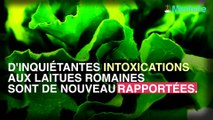 Nouvelles intoxication à la laitue romaine.