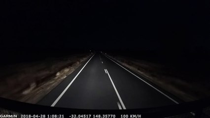 Driver Barely Makes it Through Herd of Cattle