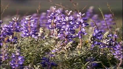 Coyote, The Ultimate Survivor  (Nature Documentary)