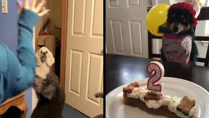 Best Dog Pals & Very Good Girl Gets Birthday Party