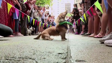 Mejores imágenes de animales en 2018