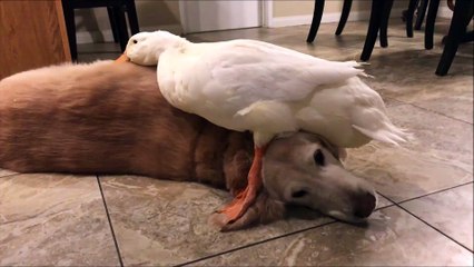 Dogs Make the Best Cuddle Buddies