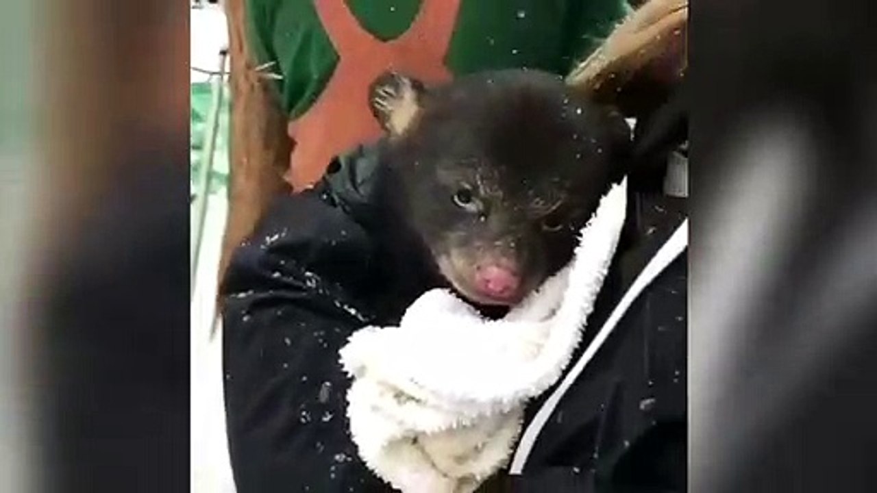 Un ourson se réchauffe dans sa serviette !