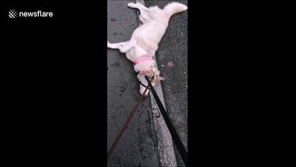 Stubborn Husky refuses to walk