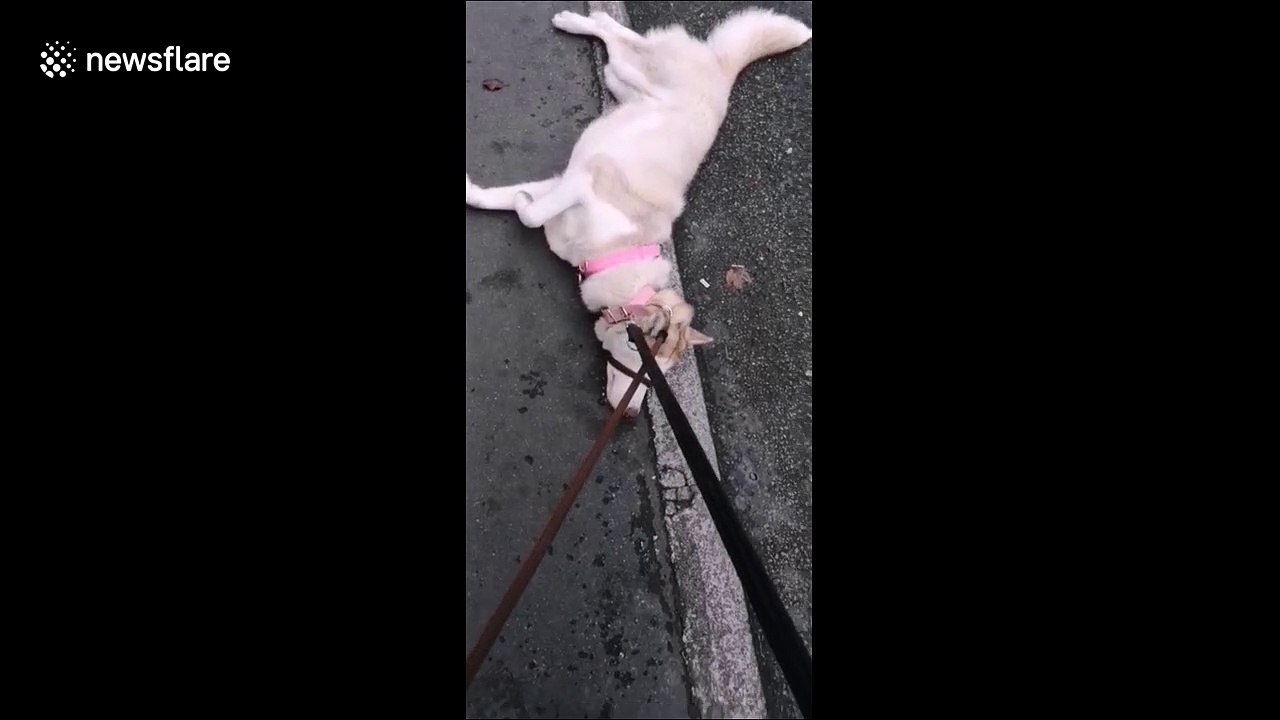Stubborn Husky refuses to walk
