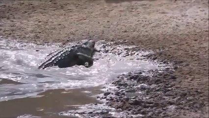 Une gazelle va éviter un crocodile de justesse