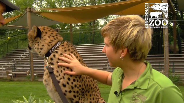 Ils filment la Course dun Guépard avec une GoPro au Zoo de Cincinnati... quelle vitesse!