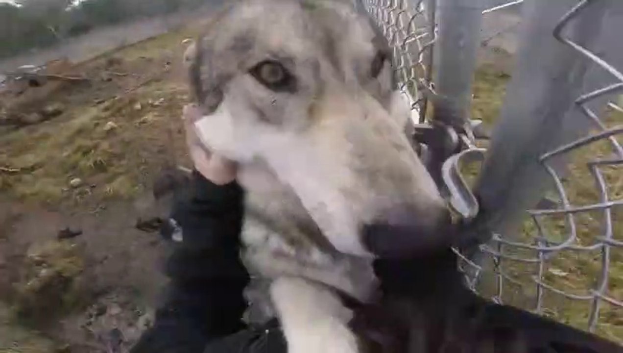 Grand moment de tendresse entre ces deux chiens loups et leur dresseuse
