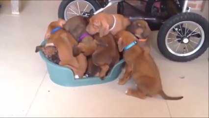 Ces chiots ont un dicton : quand y'a de la place pour 1, y'a de la place pour 10