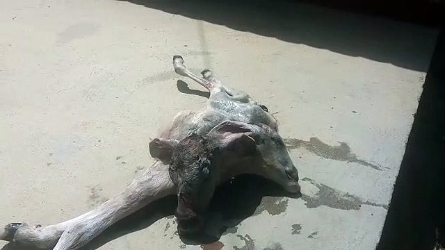 Bezerro de duas cabeças nasceu em Cajazeiras