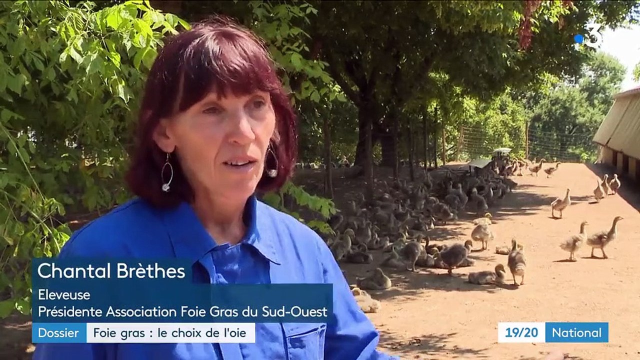 Foie gras : oie ou canard ?