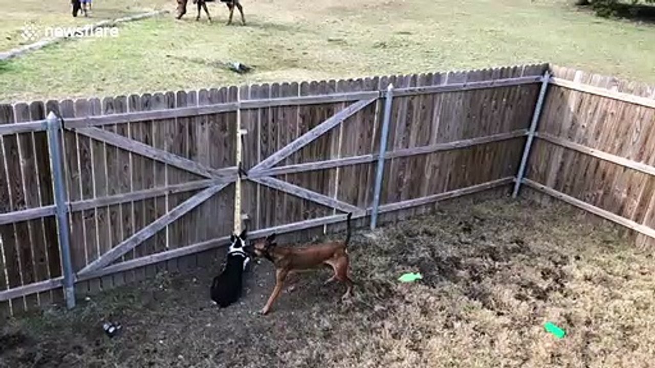 Dogs stare at grazing horses from behind fence