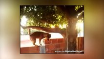 Cachorros Desastrados   Vídeo engraçado de cães    Radicalife!