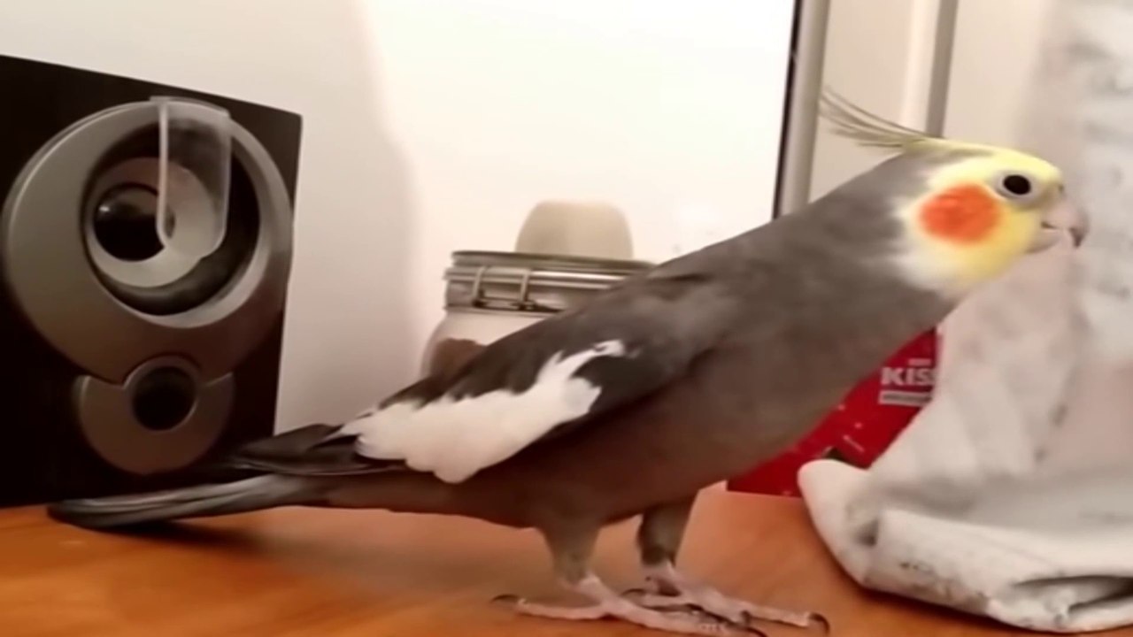 Şarkıcı Sultan Papağanı - Komedi (Funny)