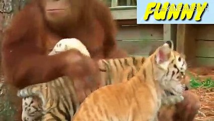 FUNNY BABY TIGER&MONKEY(OU)