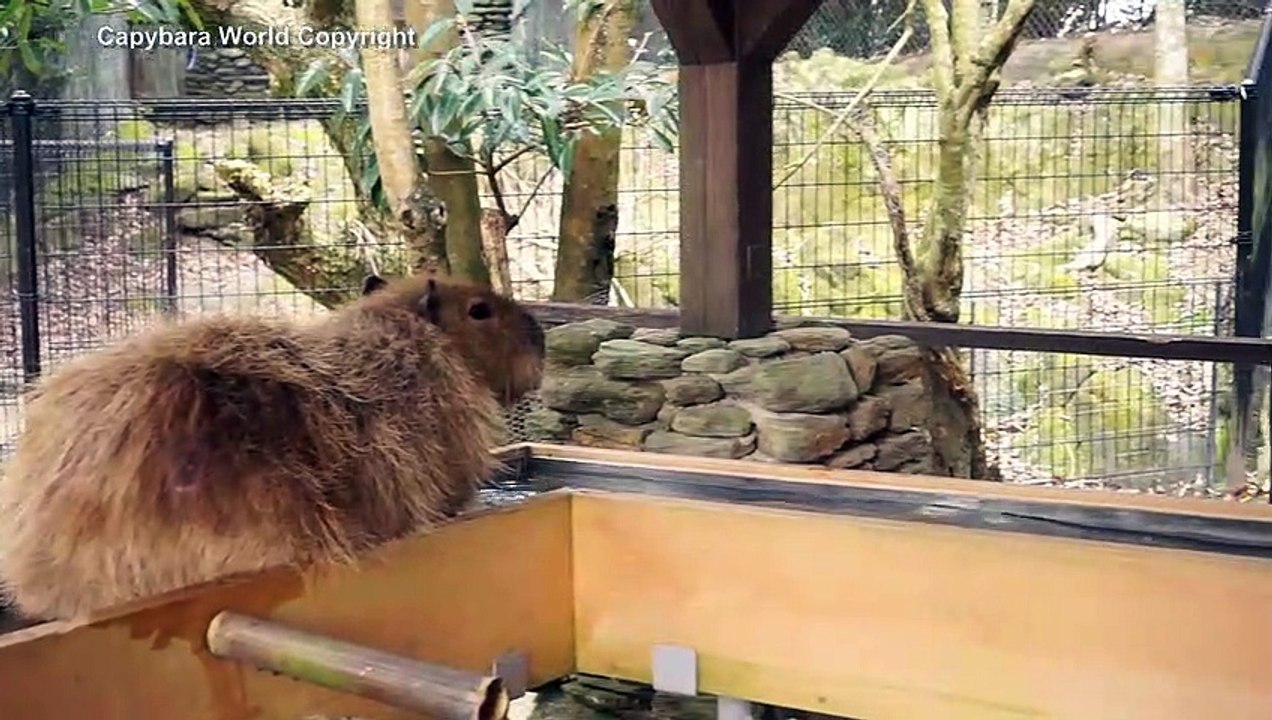 No Other Capybara Did This Before Choco.
