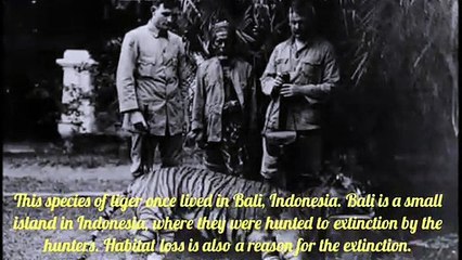 Extinct species of tigers... Gone forever