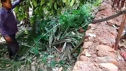 Amazing Cobra Catch...