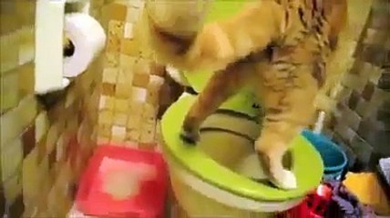 cats go to the toilet
