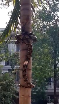 Snake climbing a tree in a village