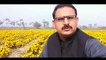 Vlogs merigold flowers | information in urdu | seasons plant's merigold | Tulip video tube | M Aamir