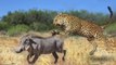 Big Cats Spectacular Hunting Attacks Compilation including