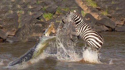 Brave Zebra Escapes From Two Crocodile Hunting - Crocodile Attack Fail