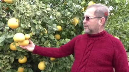 4 Ülkenin Meyvesini Tek Ağaçta Yetiştirdi, Bahçe Ziyaretçi Akınına Uğradı