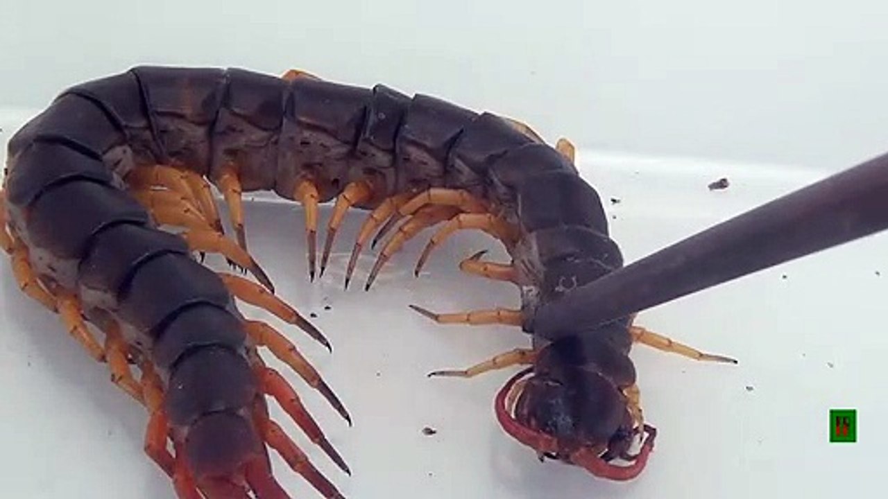 Le mille-pattes est terrible - Centipèdes