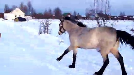 Konj i pas na snijegu