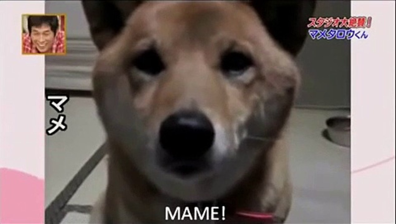 Žena je zamolila psa da laje tiše, a njegov odgovor oduševio je internet