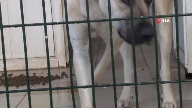 Engelli Sokak Hayvanlarına Siz de Engel Olmayın