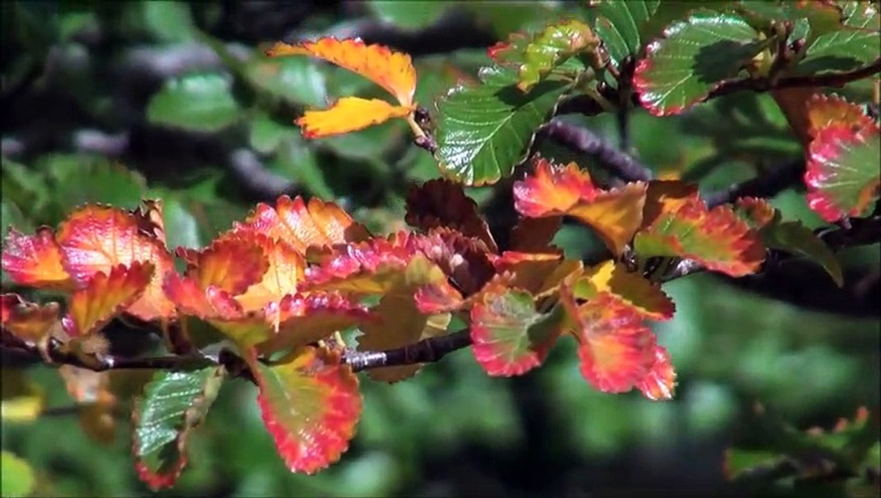 Why Do Leaves Change Color What Makes the Leaves Fall|Scientific Information|ABC Motion