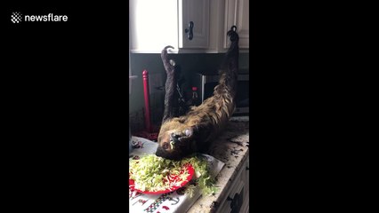 Adorable footage of pet sloth lying upside down eating salad
