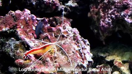 La ilaha illallah Muhammadur Rasoolullah