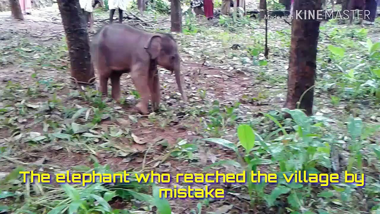 BABY ELEPHANT