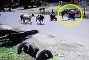 فيديو: مشهد طريف لبقرة تظهر مهارة فائقة في رياضة الكونغ فو