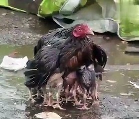 chicken mom is protecting its childs