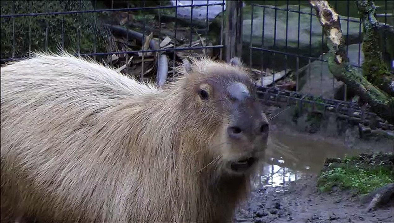 Fantastic Call of A Male Capybara