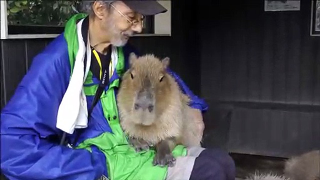 If You Want a Capybara Sitting in Your Lap Go to Nagasaki Bio Park