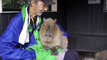 If You Want a Capybara Sitting in Your Lap Go to Nagasaki Bio Park