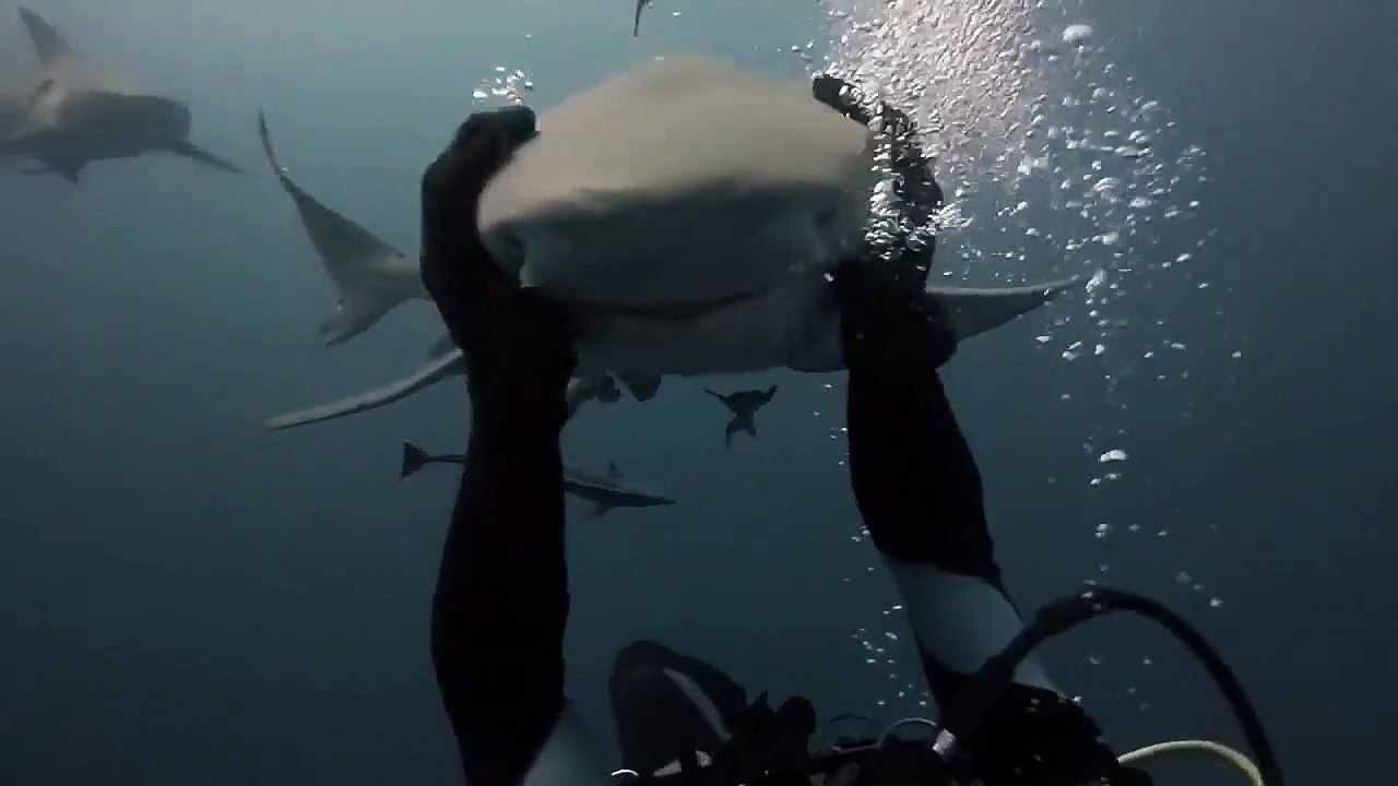 Un requin vient demander des calins