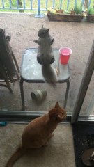 Cet écureuil vient regarder des humains dans leur cage... zoo inversé