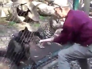 Ce soigneur se fait attraper la main par une panthère à travers la grille