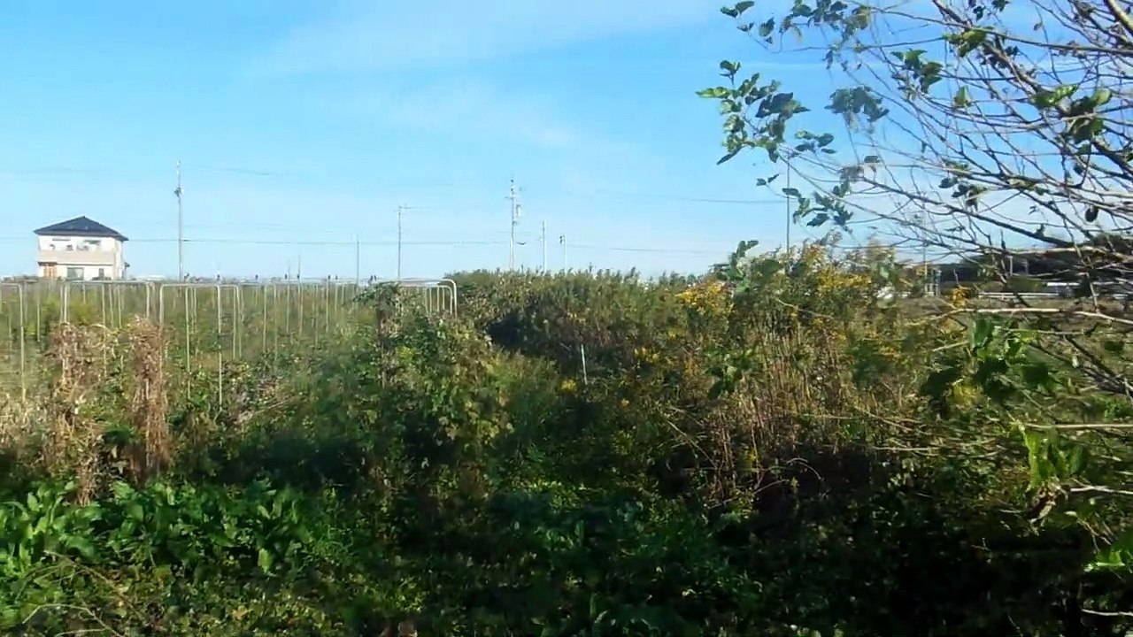 Birds & Bees in Japan