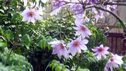 Amazing Tall Pink Flowers in Japan!
