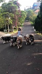 Malamute Pack Help Walk Owner