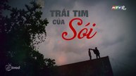 Trái Tim Của Sói Tập 1 - Phim Việt Nam