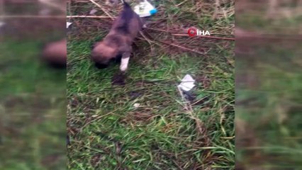 Yavru kangal beyin ameliyatı ile dengesine kavuşacak